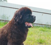 Превью фото № 227494