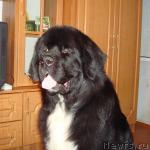 Превью фото № 22751