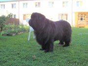 Превью фото № 227533