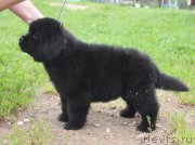 Превью фото № 227575