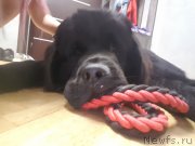 Превью фото № 227579