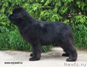 Превью фото № 227605