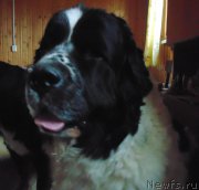 Превью фото № 227629