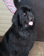 Превью фото № 227659