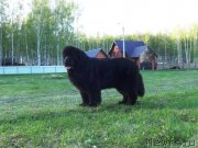 Превью фото № 227670