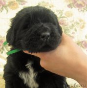 Превью фото № 227692