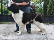 Превью фото № 227718