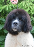 Превью фото № 227719