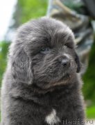 Превью фото № 227725