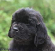 Превью фото № 227744