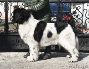 Превью фото № 227754