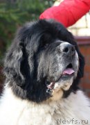 Превью фото № 227759