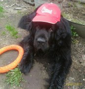 Превью фото № 227775