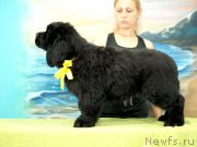 Превью фото № 227811