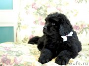 Превью фото № 227815