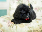 Превью фото № 227822