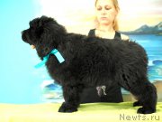 Превью фото № 227824