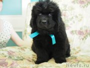 Превью фото № 227825