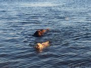 Превью фото № 227833