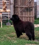 Превью фото № 227911