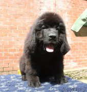 Превью фото № 228046