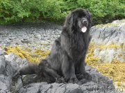 Превью фото № 228100