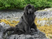 Превью фото № 228104