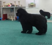 Превью фото № 228133