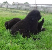 Превью фото № 228138