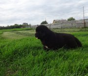 Превью фото № 228146