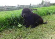 Превью фото № 228151