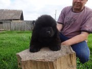 Превью фото № 228157