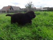 Превью фото № 228162