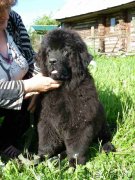 Превью фото № 228194