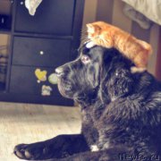 Превью фото № 228207