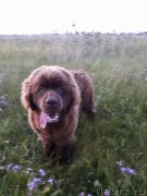 Превью фото № 228259