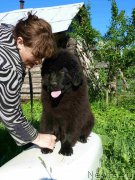 Превью фото № 228281