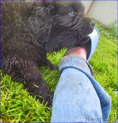 Превью фото № 228287