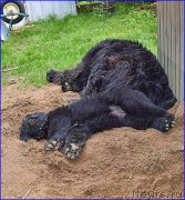 Превью фото № 228338