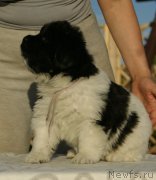 Превью фото № 228470