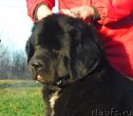 Превью фото № 22848