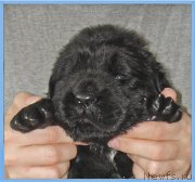 Превью фото № 228494