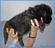 Превью фото № 228495