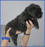 Превью фото № 228497