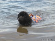 Превью фото № 228510