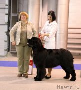 Превью фото № 228524