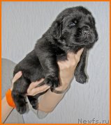 Превью фото № 228534