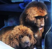 Превью фото № 228537