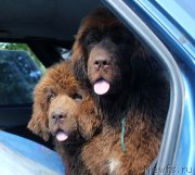 Превью фото № 228540