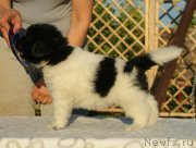 Превью фото № 228545